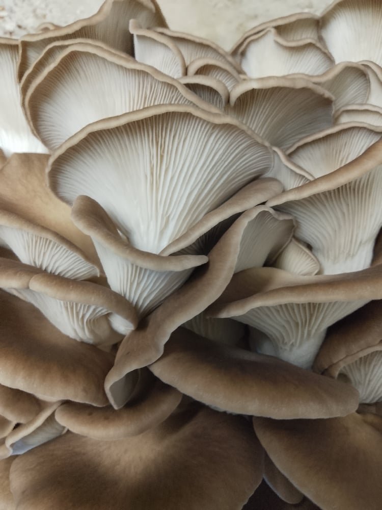 Italian Oyster