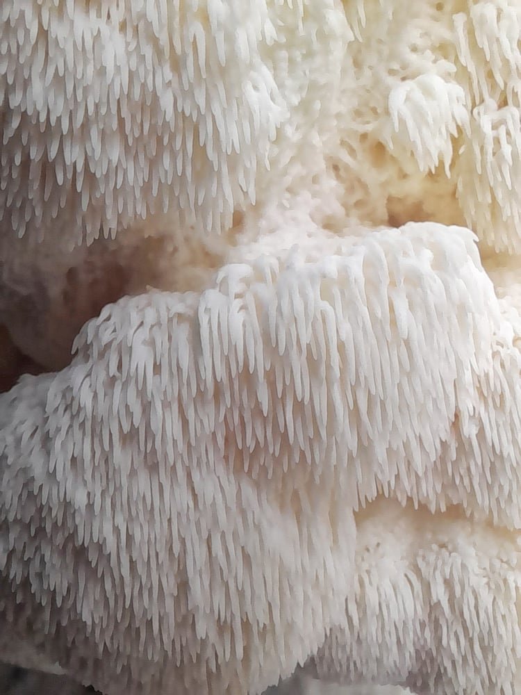 Lion's Mane