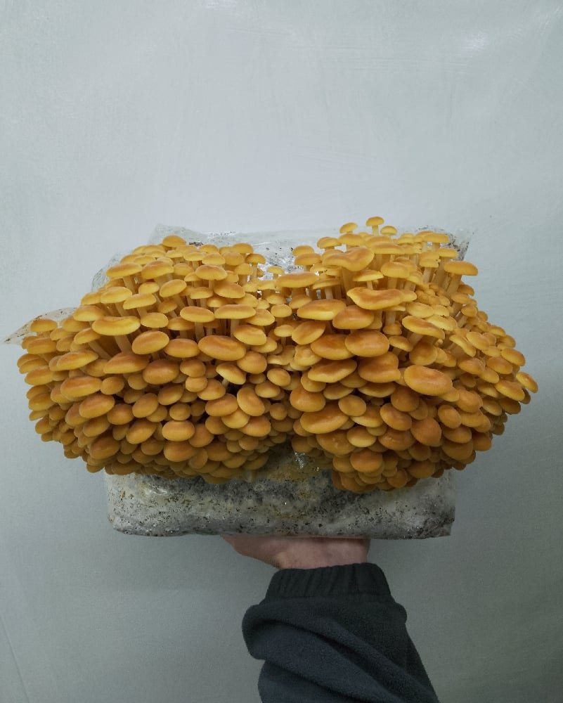 Wild Enoki Grow Block