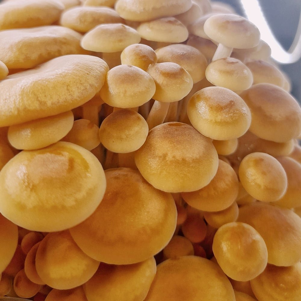Wild Enoki